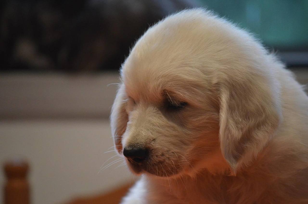 cachorro golden retriever