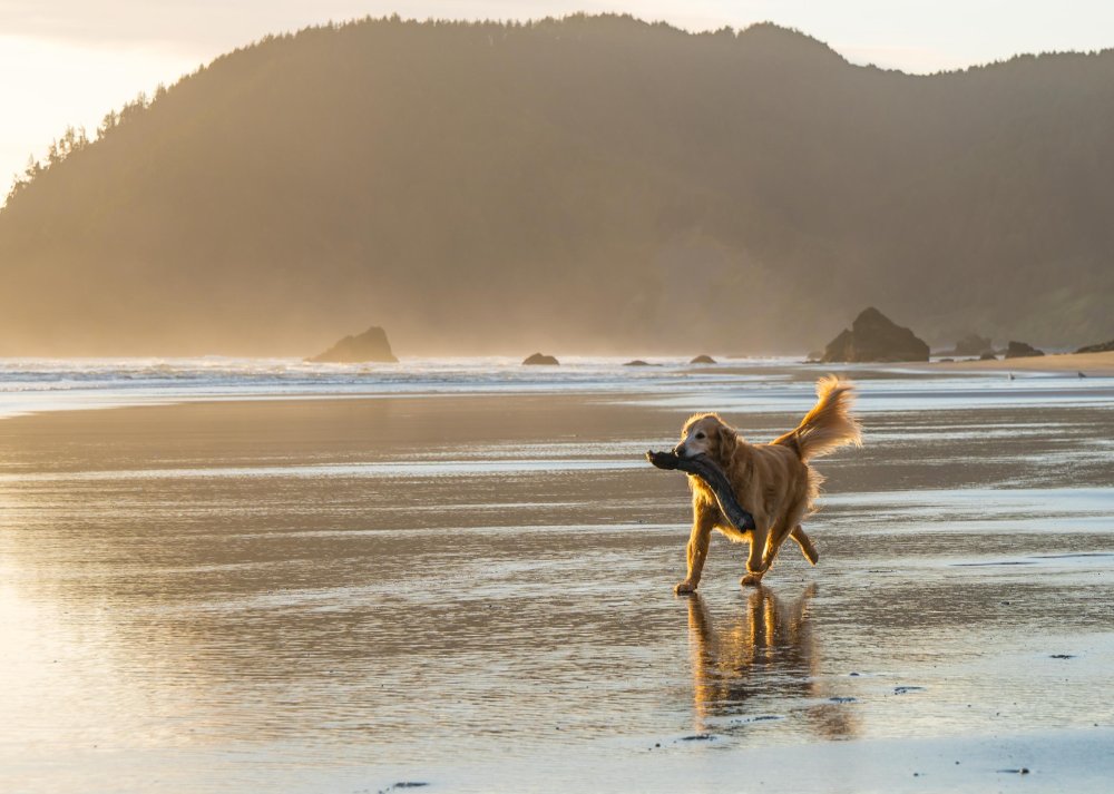 golden retriever y la caza