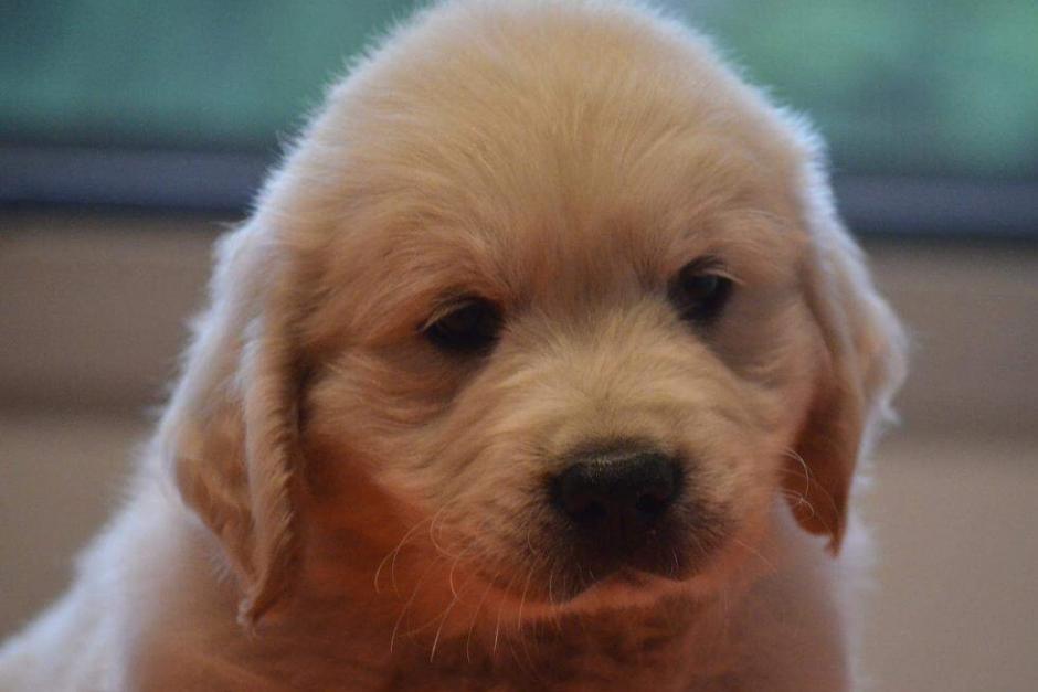 cachorro golden retriever