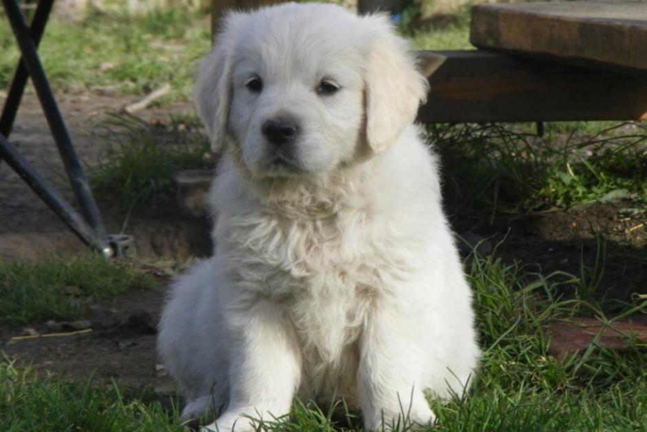 cachorro golden retriever