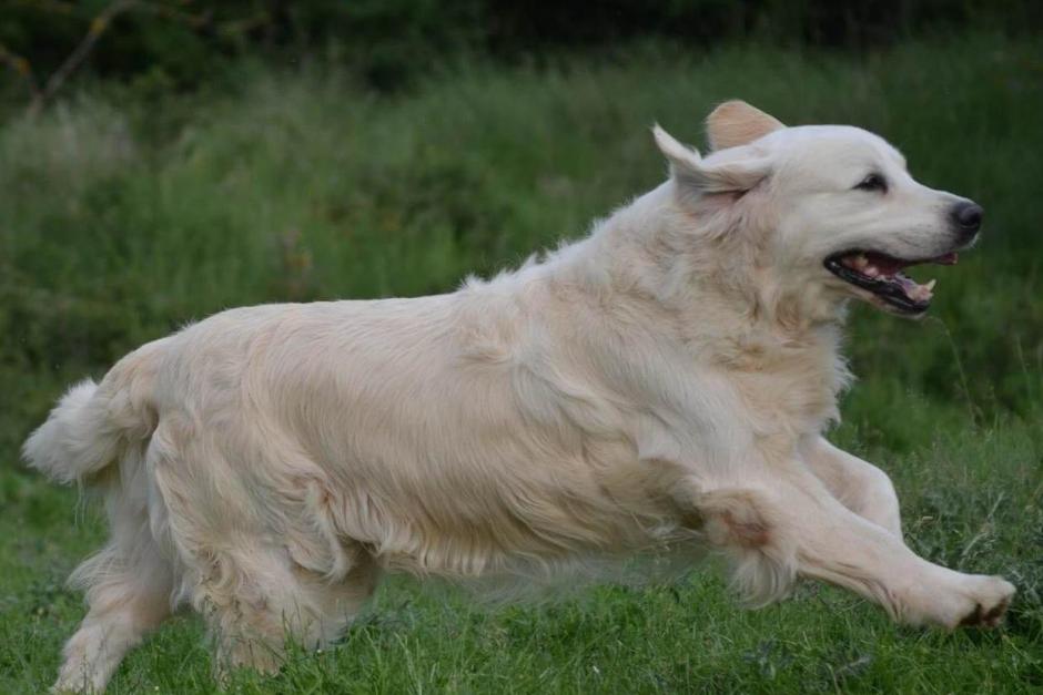 golden retriever