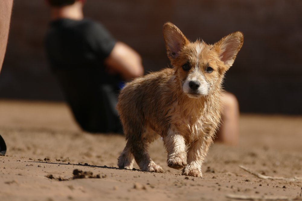 vacunación de los cachorros