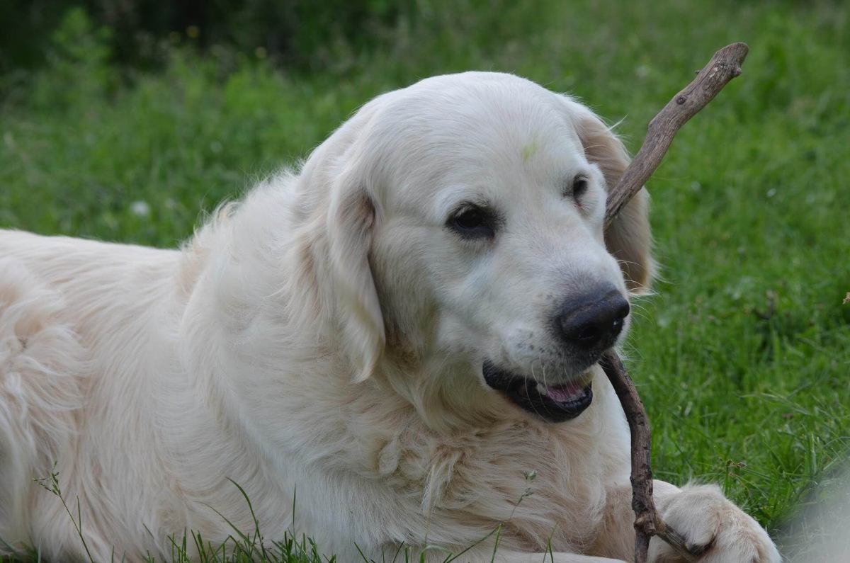 golden retriever