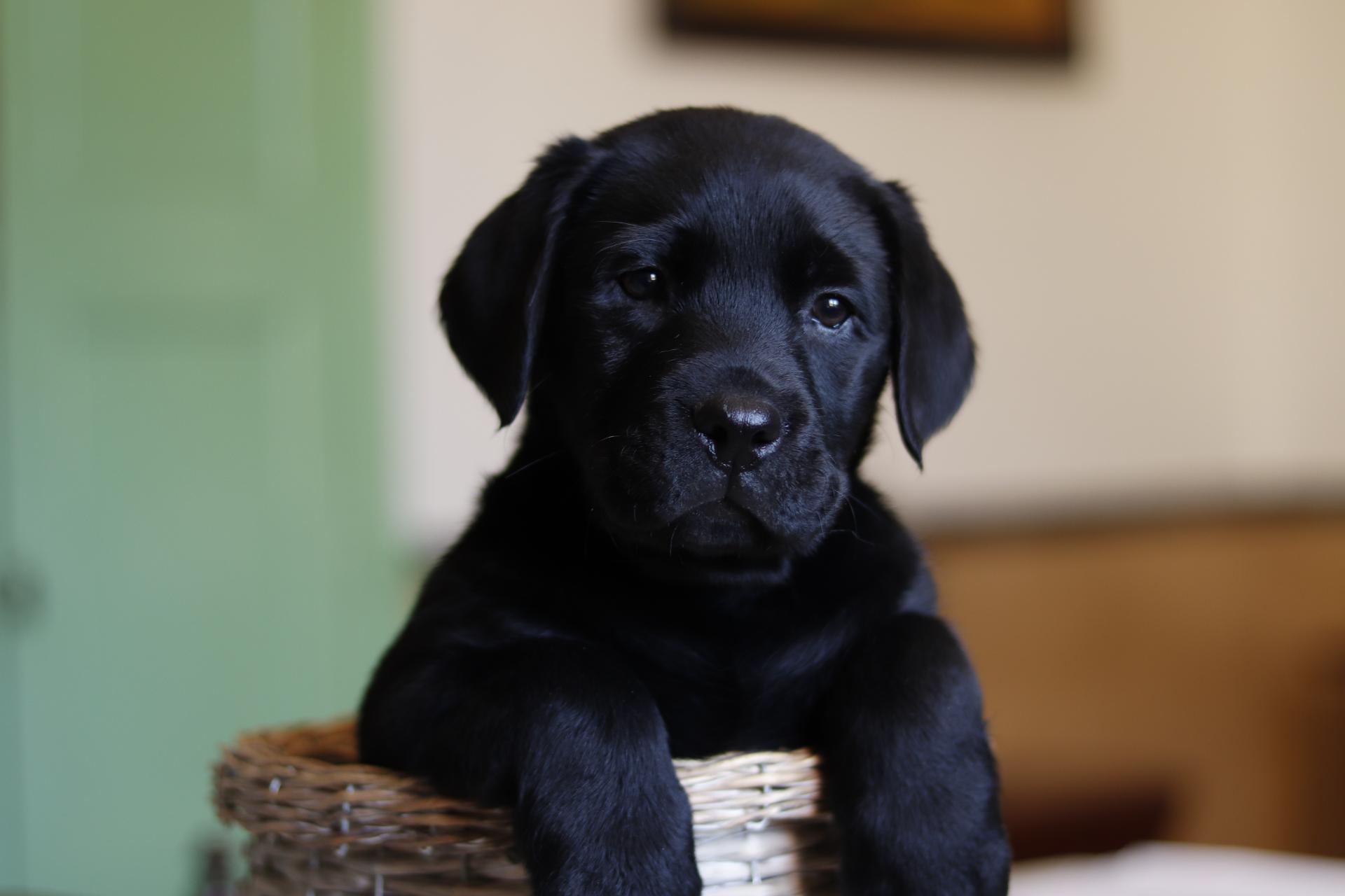 Cachorro de labrador