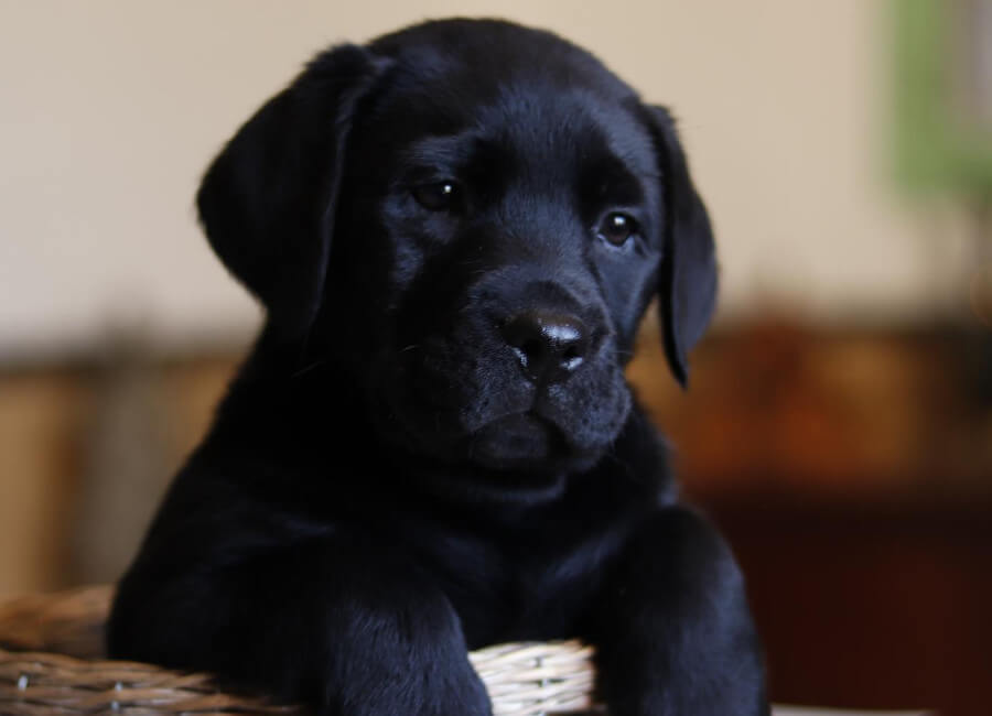 cachorro labrador