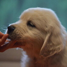 Cachorros Golden Retriever