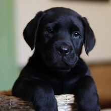 Labrador Retriever puppies