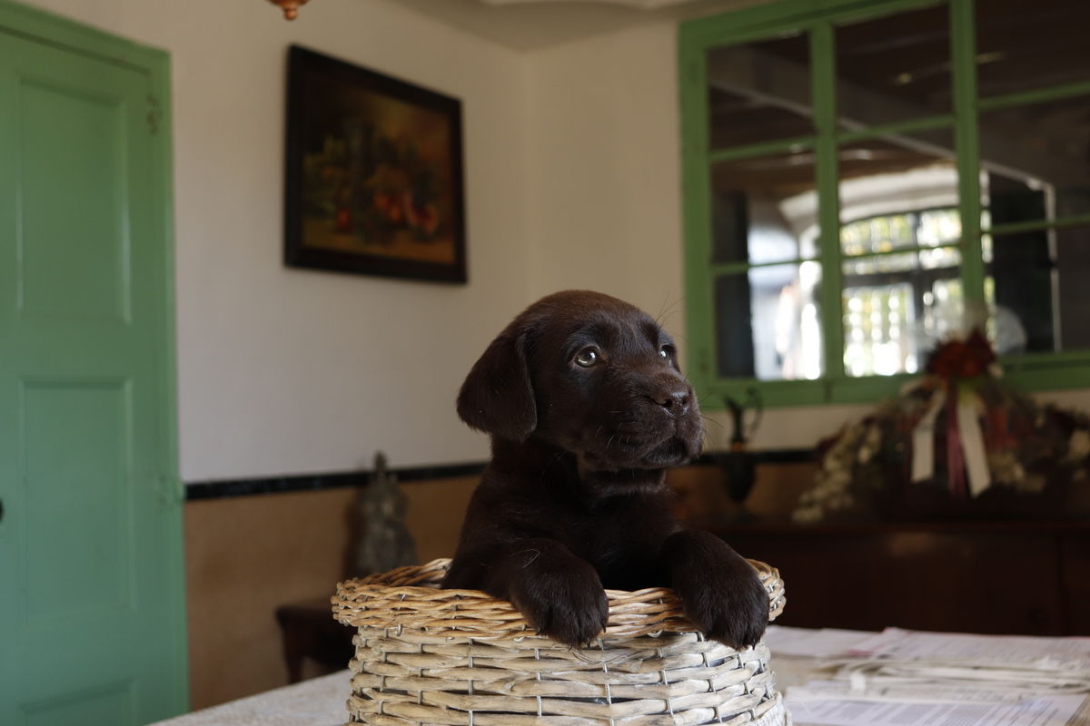 cachorro labrador chocolate