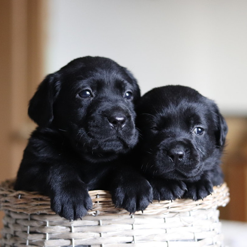 Cachorros Labrador