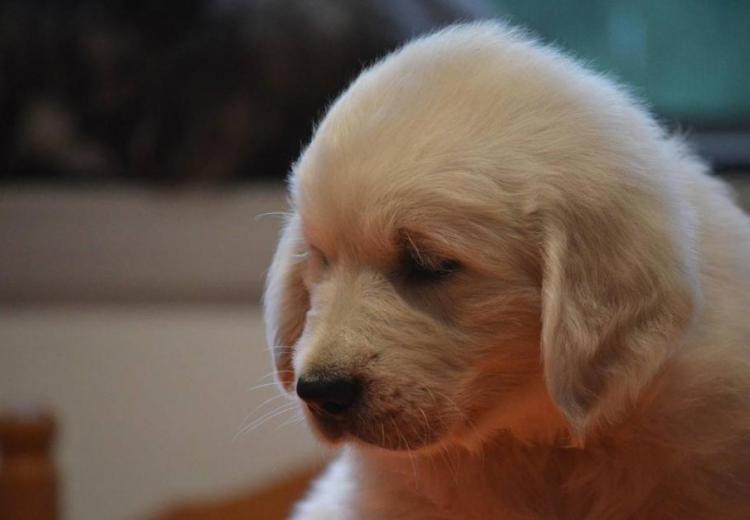 cachorro golden retriever