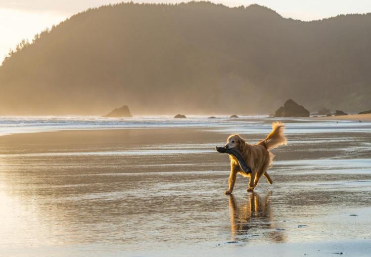 golden retriever y la caza