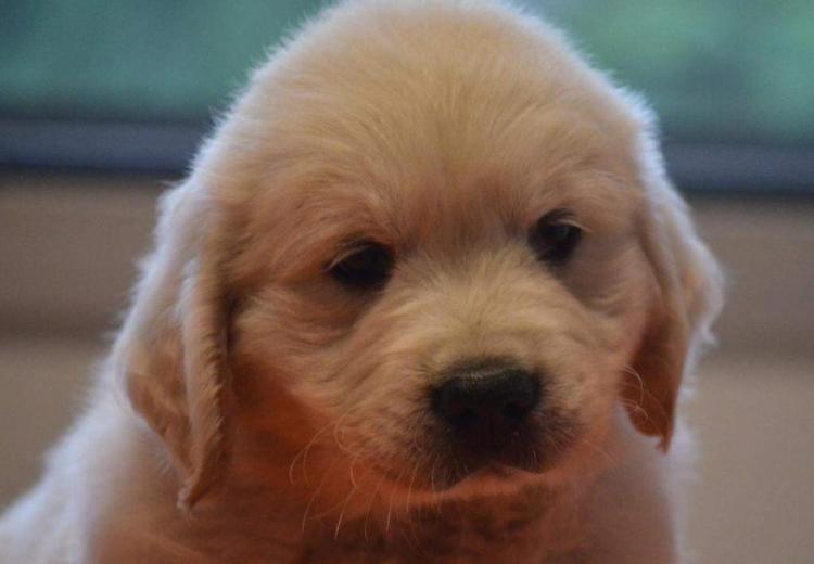 cachorro golden retriever