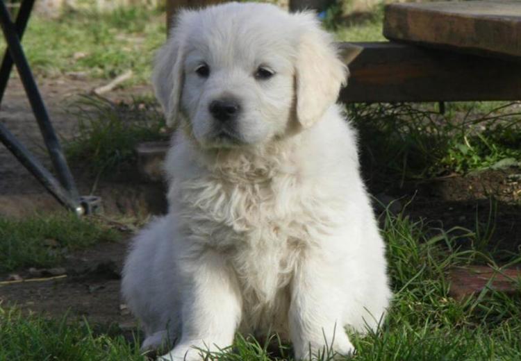 cachorro golden retriever