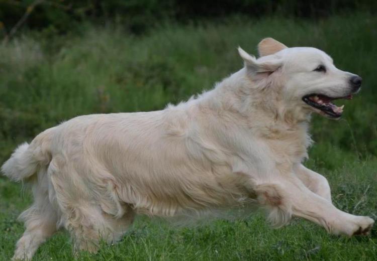 golden retriever