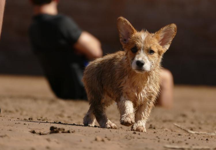 vacunación de los cachorros