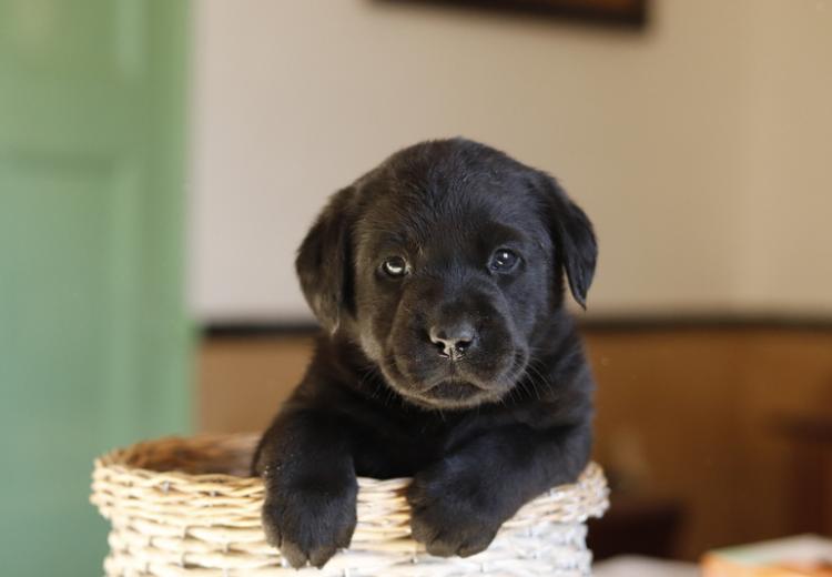 Cachorros Labrador