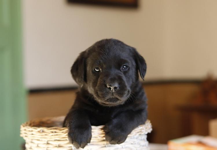 Cachorros Labrador