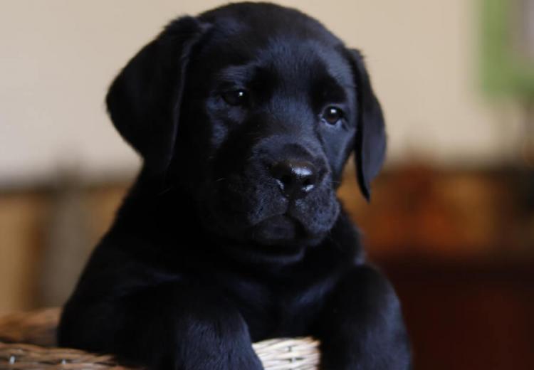 cachorro labrador